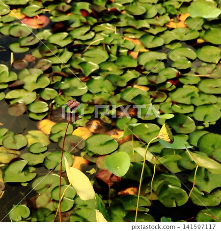 Lotus Seed Pods Rising Above Green Floating Leaves in a Summer Wetland Pond 141597117