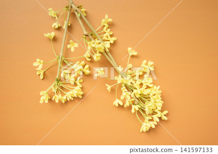 flowers, blossoms, bloom 141597133