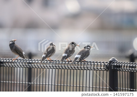 椋鳥在籬笆上休息 椋鳥在籬笆上休息 141597175