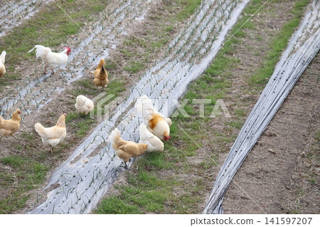 A flock of chickens foraging in a field. 141597207