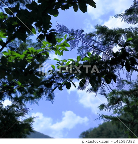 Blue Summer Sky Framed by Green Tree Canopy and Evergreen Branches Blue Summer Sky Framed by Green Tree Canopy and Evergreen Branches 141597388