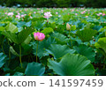 Beautiful clusters of pink lotus flowers and buds blooming in the shrine's pond. Beautiful clusters of pink lotus flowers and buds blooming in the shrine's pond. 141597459