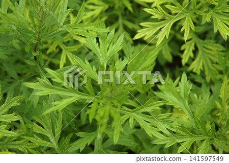 plant, herb, leaf 141597549