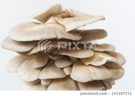oyster mushroom, mushroom, oyster 141597551