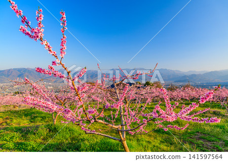 A clear spring day, with peach blossoms in full bloom in a farm near the Shakado Ruins Museum, and the view of the snow-capped Mt. Kinpu seen through the blossoms. 141597564
