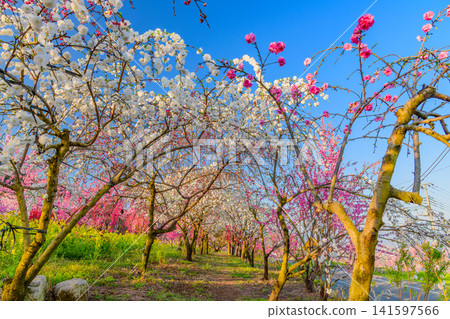 On a clear spring day, the scenery along the promenade near the Shakado Ruins Museum is breathtaking, with rapeseed flowers in full bloom on both sides and a tunnel of colorful peach blossoms stretching out before you. On a clear spring day, the scenery along the promenade near the Shakado Ruins Museum is breathtaking, with rapeseed flowers in full bloom on both sides and a tunnel of colorful peach blossoms stretching out before you. 141597566