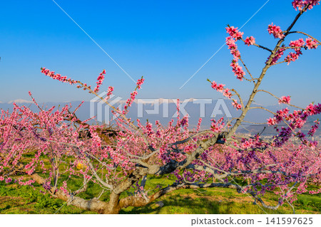 A clear spring day, with peach blossoms in full bloom in a farm near the Shakado Ruins Museum, and the snow-capped Southern Alps visible through the blossoms. A clear spring day, with peach blossoms in full bloom in a farm near the Shakado Ruins Museum, and the snow-capped Southern Alps visible through the blossoms. 141597625