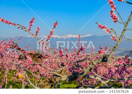 A clear spring day, with peach blossoms in full bloom in a farm near the Shakado Ruins Museum, and the snow-capped Southern Alps visible through the blossoms. A clear spring day, with peach blossoms in full bloom in a farm near the Shakado Ruins Museum, and the snow-capped Southern Alps visible through the blossoms. 141597626