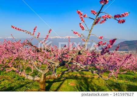 A clear spring day, with peach blossoms in full bloom in a farm near the Shakado Ruins Museum, and the snow-capped Southern Alps visible through the blossoms. A clear spring day, with peach blossoms in full bloom in a farm near the Shakado Ruins Museum, and the snow-capped Southern Alps visible through the blossoms. 141597627