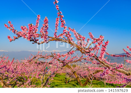 A clear spring day, with peach blossoms in full bloom in a farm near the Shakado Ruins Museum, and the snow-capped Southern Alps visible through the blossoms. A clear spring day, with peach blossoms in full bloom in a farm near the Shakado Ruins Museum, and the snow-capped Southern Alps visible through the blossoms. 141597629