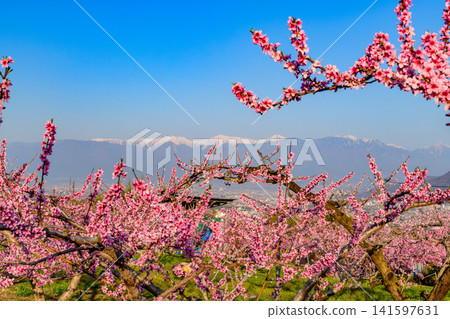 A clear spring day, with peach blossoms in full bloom in a farm near the Shakado Ruins Museum, and the snow-capped Southern Alps visible through the blossoms. A clear spring day, with peach blossoms in full bloom in a farm near the Shakado Ruins Museum, and the snow-capped Southern Alps visible through the blossoms. 141597631