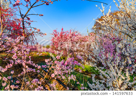 A clear spring day, with peach blossoms in full bloom in a farm near the Shakado Ruins Museum, and the snow-capped Southern Alps visible through the blossoms. A clear spring day, with peach blossoms in full bloom in a farm near the Shakado Ruins Museum, and the snow-capped Southern Alps visible through the blossoms. 141597633