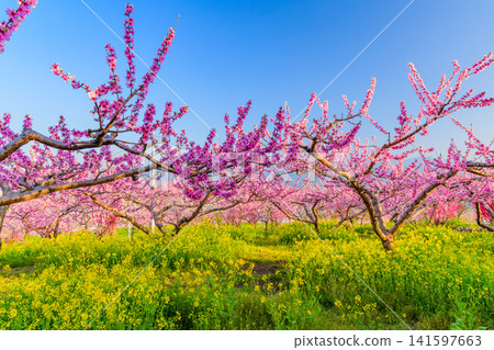 A beautiful spring day. A scene of fully bloomed rapeseed flowers and peach trees against a clear blue sky in a farm near the Shakado Ruins Museum. 141597663