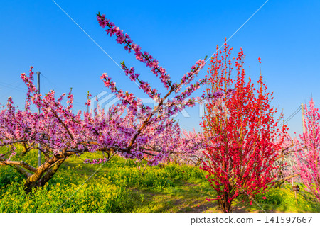 A beautiful spring day. A scene of fully bloomed rapeseed flowers and peach trees against a clear blue sky in a farm near the Shakado Ruins Museum. A beautiful spring day. A scene of fully bloomed rapeseed flowers and peach trees against a clear blue sky in a farm near the Shakado Ruins Museum. 141597667