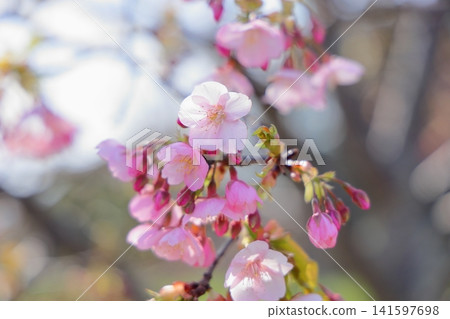 Early-blooming cherry blossoms, a sign of spring, Kawazu cherry blossoms Early-blooming cherry blossoms, a sign of spring, Kawazu cherry blossoms 141597698