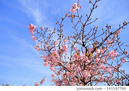 Early-blooming cherry blossoms, a sign of spring, Kawazu cherry blossoms Early-blooming cherry blossoms, a sign of spring, Kawazu cherry blossoms 141597700