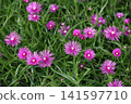 A vibrant glow! The charm of ice plants that adorn early summer. 141597710