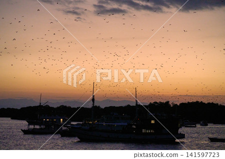 Sunset over harbour with bats flying in Labuan Bajo Sunset over harbour with bats flying in Labuan Bajo 141597723