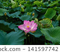 Large pink lotus flowers and green leaves blooming in the shrine's pond. Large pink lotus flowers and green leaves blooming in the shrine's pond. 141597742