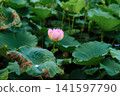 A single lotus flower emerges from the mud, blooming purely and unstained by it, in the shrine's pond. A single lotus flower emerges from the mud, blooming purely and unstained by it, in the shrine's pond. 141597790