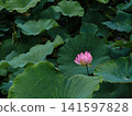 A single lotus flower blooms, untouched by the mud and enveloped in its large leaves. A single lotus flower blooms, untouched by the mud and enveloped in its large leaves. 141597828