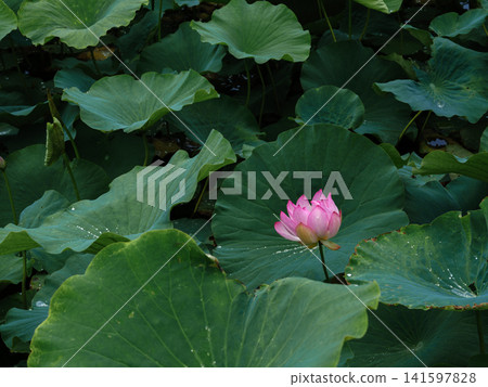 A single lotus flower blooms, untouched by the mud and enveloped in its large leaves. A single lotus flower blooms, untouched by the mud and enveloped in its large leaves. 141597828