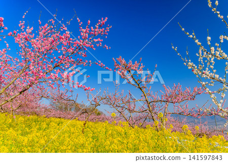 On a clear spring day, the rapeseed fields of Misaka-cho, Fuefuki City, are a veritable paradise, with a landscape of rapeseed flowers and fully bloomed peach trees. On a clear spring day, the rapeseed fields of Misaka-cho, Fuefuki City, are a veritable paradise, with a landscape of rapeseed flowers and fully bloomed peach trees. 141597843