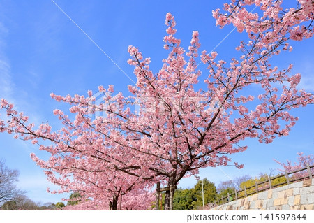 Early-blooming cherry blossoms, a sign of spring, Kawazu cherry blossoms Early-blooming cherry blossoms, a sign of spring, Kawazu cherry blossoms 141597844