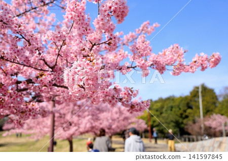 Early-blooming cherry blossoms, a sign of spring, Kawazu cherry blossoms Early-blooming cherry blossoms, a sign of spring, Kawazu cherry blossoms 141597845