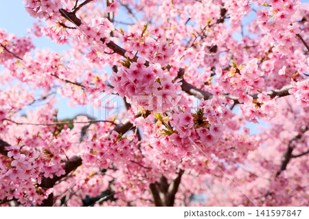 Early-blooming cherry blossoms, a sign of spring, Kawazu cherry blossoms Early-blooming cherry blossoms, a sign of spring, Kawazu cherry blossoms 141597847