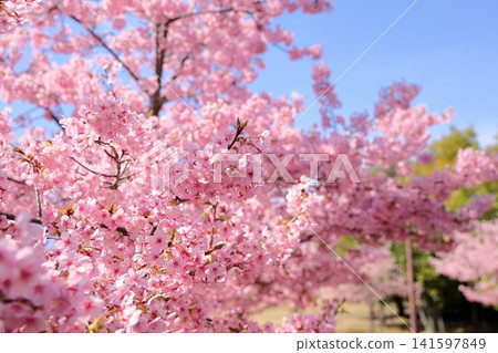 Early-blooming cherry blossoms, a sign of spring, Kawazu cherry blossoms Early-blooming cherry blossoms, a sign of spring, Kawazu cherry blossoms 141597849