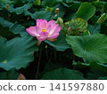 The lotus flowers at the shrine emerged from the mud, unstained by the mud, and bloomed beautifully in full glory. The lotus flowers at the shrine emerged from the mud, unstained by the mud, and bloomed beautifully in full glory. 141597880