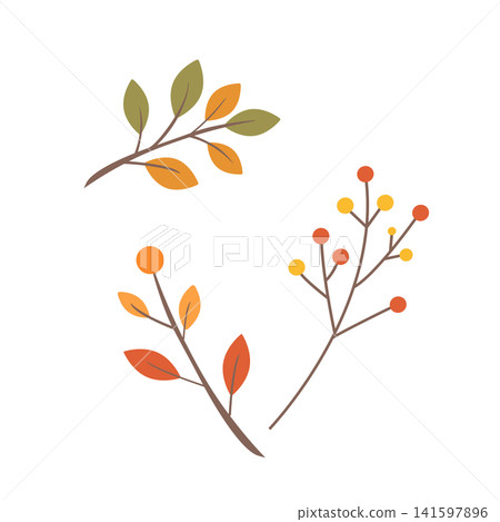 Autumn foliage: A simple illustration of leaves and berries. Autumn foliage: A simple illustration of leaves and berries. 141597896