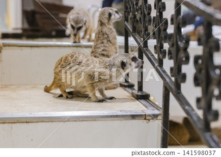 室內樓梯上的狐狸獴 室內樓梯上的狐狸獴 141598037