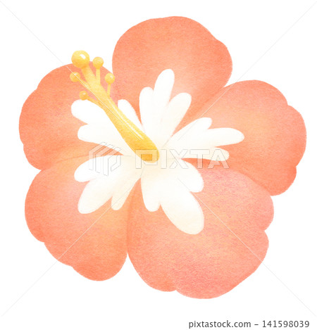 手繪風格的紅色芙蓉花插圖 手繪風格的紅色芙蓉花插圖 141598039