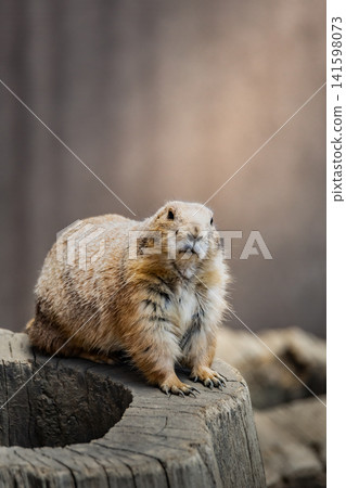Prairie dog Prairie dog 141598073