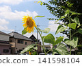 When you think of summer, you think of sunflowers! Their vibrant yellow color always lifts my spirits. 141598104