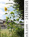 When you think of summer, you think of sunflowers! Their vibrant yellow color always lifts my spirits. 141598105