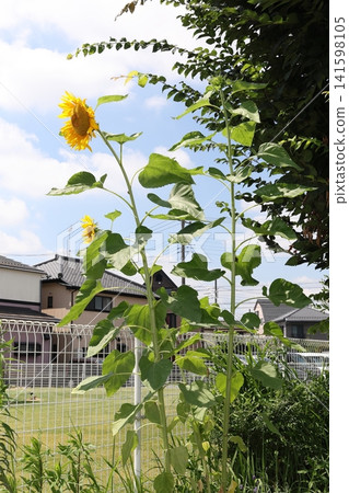 When you think of summer, you think of sunflowers! Their vibrant yellow color always lifts my spirits. When you think of summer, you think of sunflowers! Their vibrant yellow color always lifts my spirits. 141598105