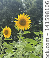 When you think of summer, you think of sunflowers! Their vibrant yellow color always lifts my spirits. 141598106