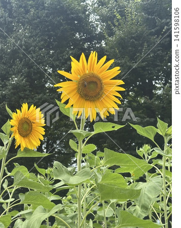 When you think of summer, you think of sunflowers! Their vibrant yellow color always lifts my spirits. When you think of summer, you think of sunflowers! Their vibrant yellow color always lifts my spirits. 141598106