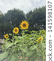 When you think of summer, you think of sunflowers! Their vibrant yellow color always lifts my spirits. 141598107