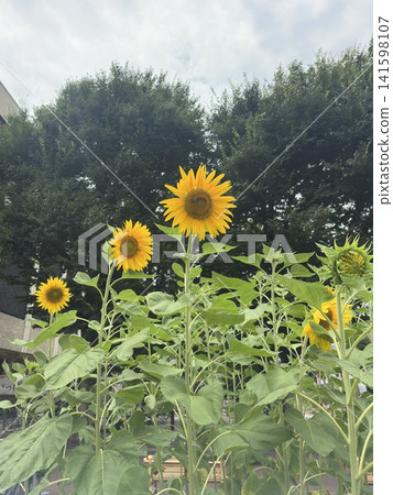 When you think of summer, you think of sunflowers! Their vibrant yellow color always lifts my spirits. When you think of summer, you think of sunflowers! Their vibrant yellow color always lifts my spirits. 141598107