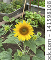 When you think of summer, you think of sunflowers! Their vibrant yellow color always lifts my spirits. 141598108