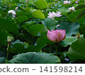 Lotus flowers emerging from the mud, untouched by the mud, growing in clusters, their beauty unstained—a photograph straight from the camera. Lotus flowers emerging from the mud, untouched by the mud, growing in clusters, their beauty unstained—a photograph straight from the camera. 141598214