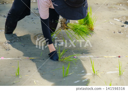 A woman planting rice seedlings by hand: A scene of farm work where she carefully plants each rice seedling one by one, wading through the mud. 141598316