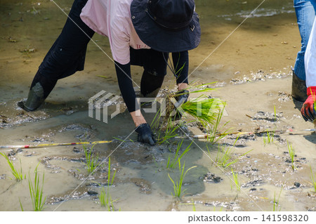 一位婦女正在手工插秧:農事場景,她小心翼翼地一株一株地栽種稻苗,趟過泥濘。 一位婦女正在手工插秧:農事場景,她小心翼翼地一株一株地栽種稻苗,趟過泥濘。 141598320