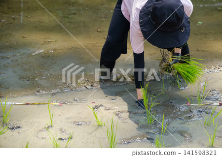 A woman planting rice seedlings by hand: A scene of farm work where she carefully plants each rice seedling one by one, wading through the mud. A woman planting rice seedlings by hand: A scene of farm work where she carefully plants each rice seedling one by one, wading through the mud. 141598321