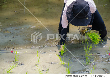 A woman planting rice seedlings by hand: A scene of farm work where she carefully plants each rice seedling one by one, wading through the mud. A woman planting rice seedlings by hand: A scene of farm work where she carefully plants each rice seedling one by one, wading through the mud. 141598322