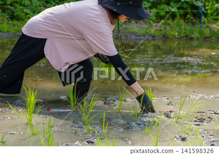 A woman planting rice seedlings by hand: A scene of farm work where she carefully plants each rice seedling one by one, wading through the mud. A woman planting rice seedlings by hand: A scene of farm work where she carefully plants each rice seedling one by one, wading through the mud. 141598326